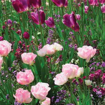 Le premier printemps