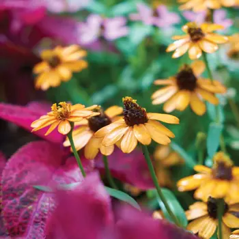 Les couleurs de l'automne