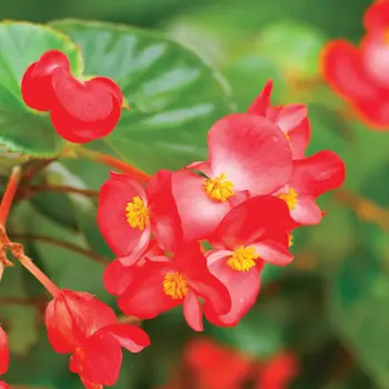 Le monde merveilleux des Bégonias