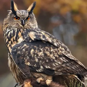 Sur les traces du Grand-Duc d'Europe