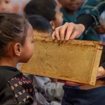 Les secrets des abeilles