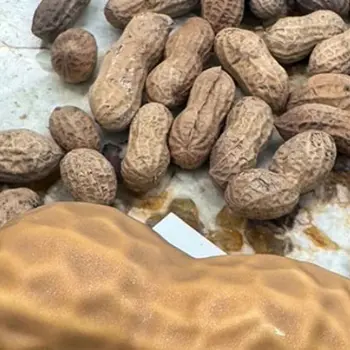 Cacahuète XL