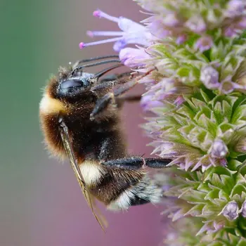 Papillons et Insectes