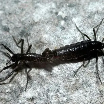 Les anomalies de la nature