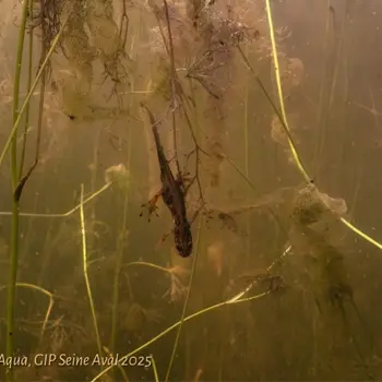 À la découverte des amphibiens