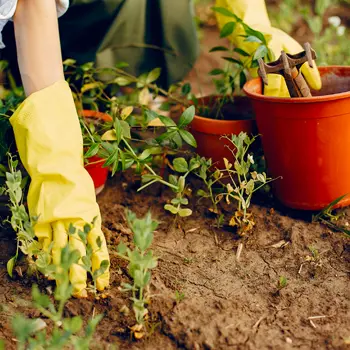 Atelier famille : Semer son potager