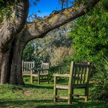 Les bienfaits des arbres