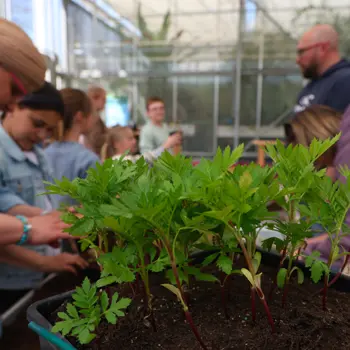 : Le fleurissement mécanisé