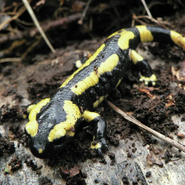 Découverte nocturne du Bois des Communes