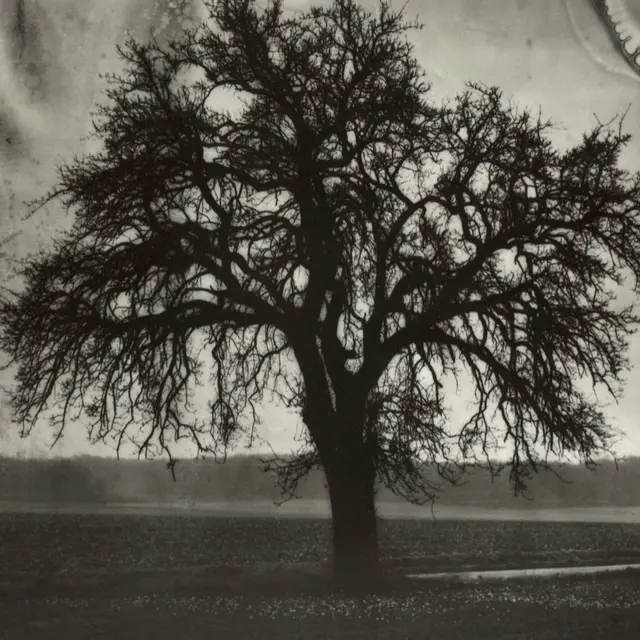 Sarah Moon - Le poirier, 1992-1200x800