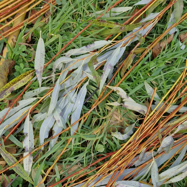 Saule feuilles