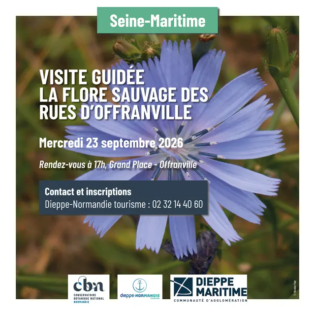 [balade naturaliste] la flore sauvage des rues d'Offranville