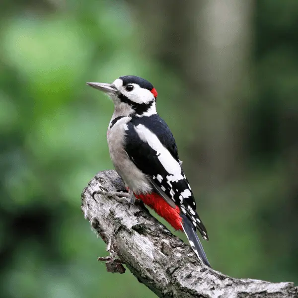 Sortie ornithologique - A l'écoute des oiseaux des forêts