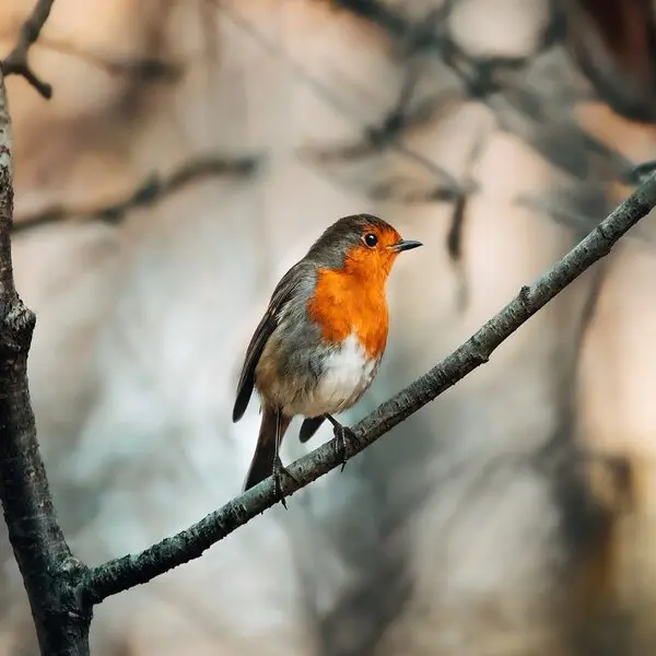 Sortie ornithologique - Les oiseaux des villages