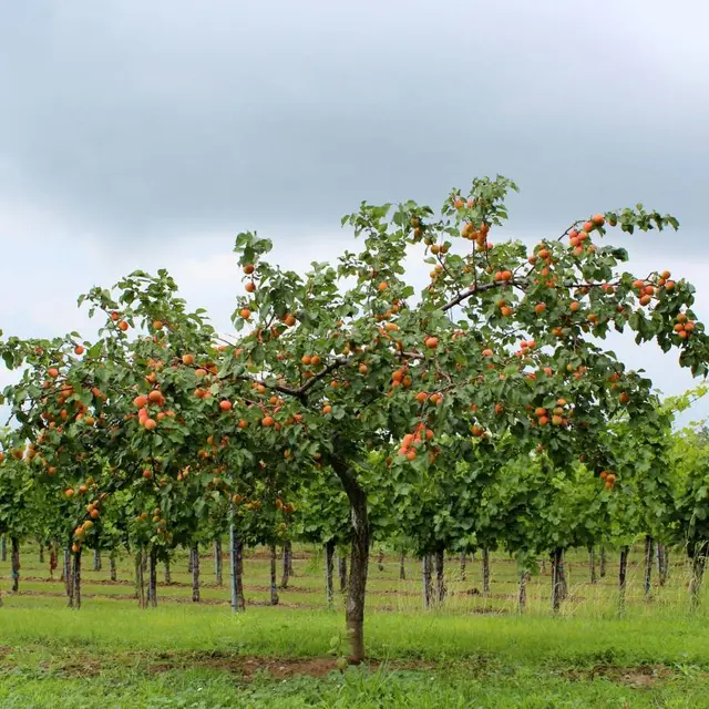Taille_des_arbres_fruitiers_Maison_Du_Parc_NDB