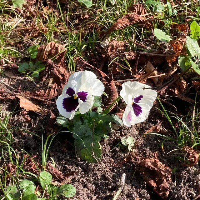 Tous en saane marche douce et botanique