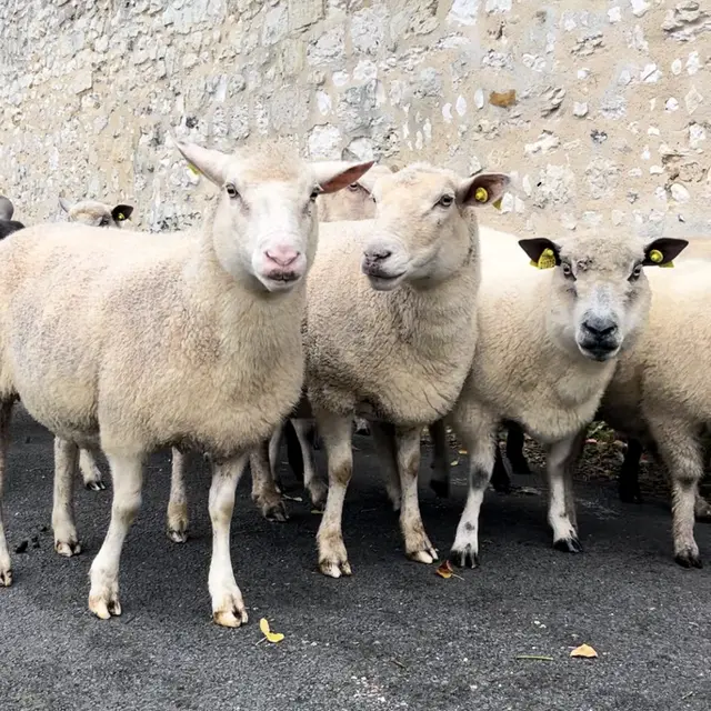 Transhumance moutons AJ 2024 ©Marion Sanchez Martin (1)