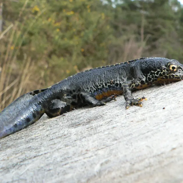 Les mares forestières de la forêt d'Arques [Arques-la-Bataille]