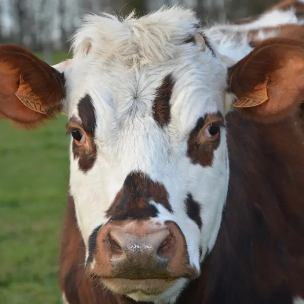 Vache générique Caux Seine Normandie Tourisme