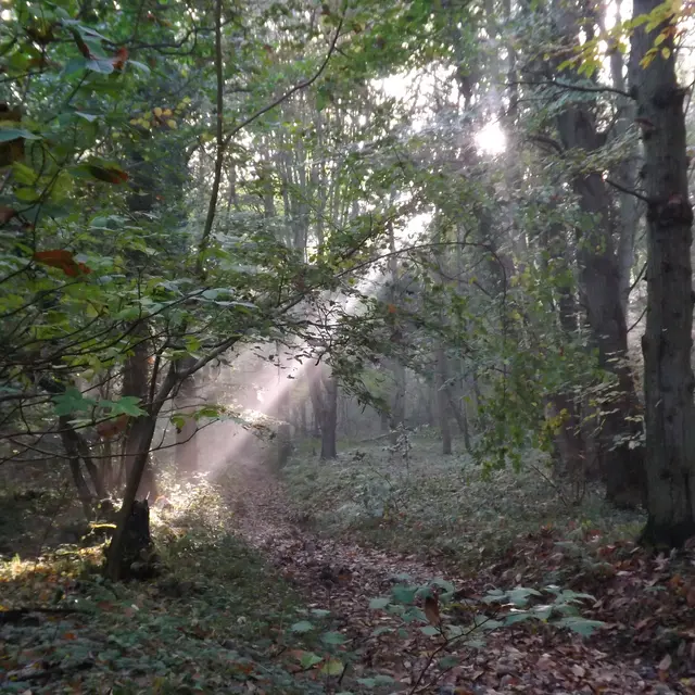 Vie d'été au Bois de Rosendal