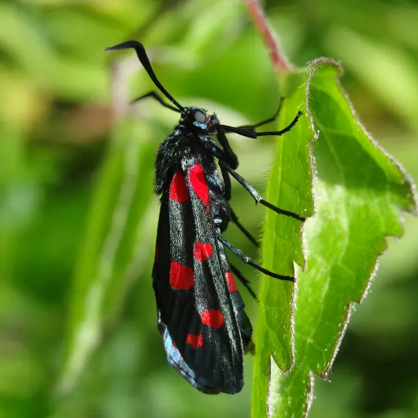Zygaena ephialtes 800x600