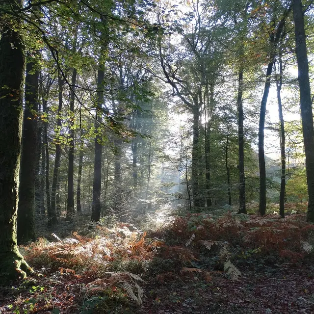 Faune et flore de la forêt d'Arques [Arques-la-Bataille]