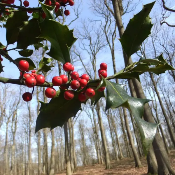 bricolage en attendant noel-terre et merveille redim