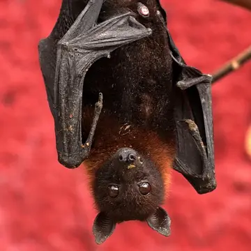 chauve souris