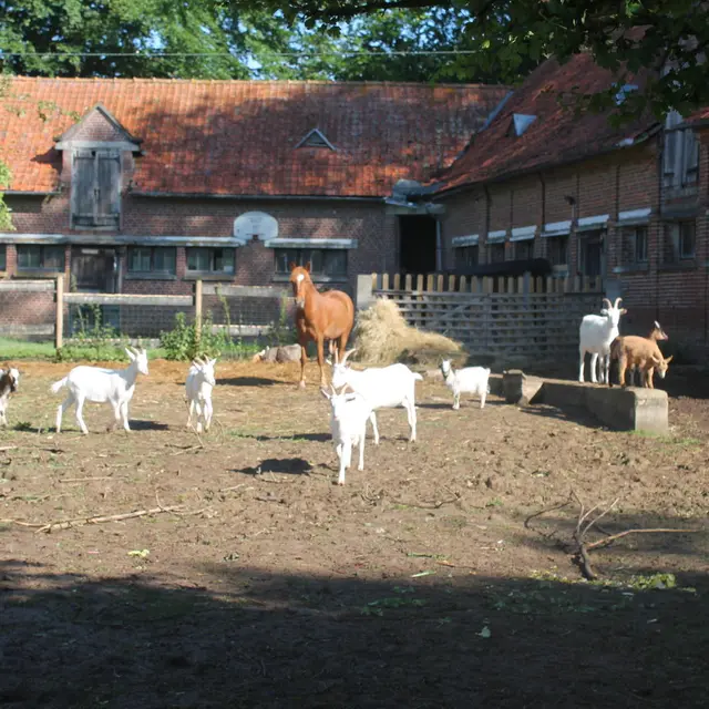 Chèvres