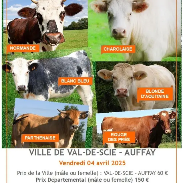 Concours bovin