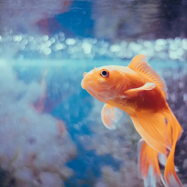 conference-seine-poisson-pexels-kabita-darlami-2613403-5966770