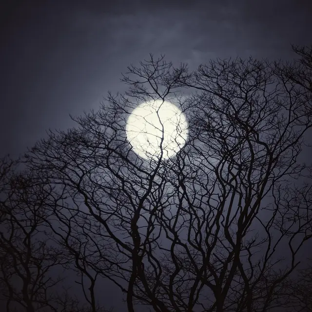 [sortie nocturne] Nuit des chauve-souris et des rapaces