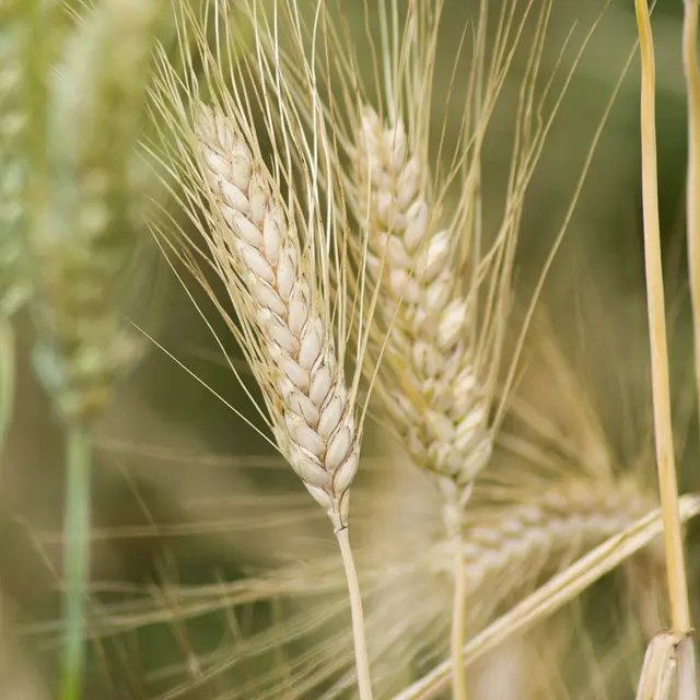 ears-of-wheat-5250133_1280