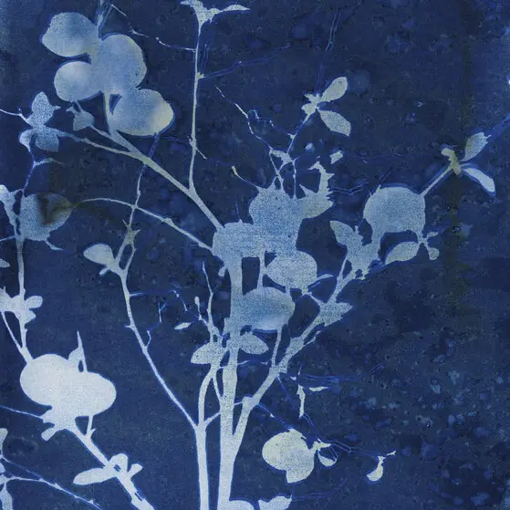 enchanted-cyanotype