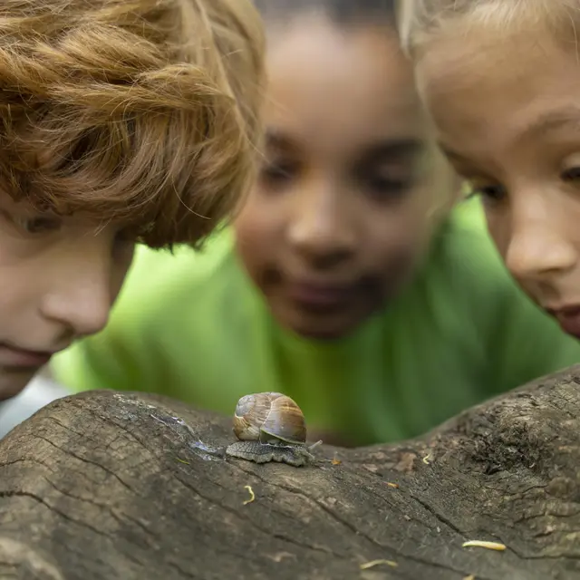 enfants-regardant-ensemble-escargot