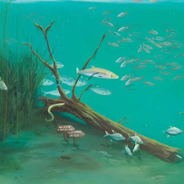 exposition-dans-la-seine-des-poissons-museoseine-2026