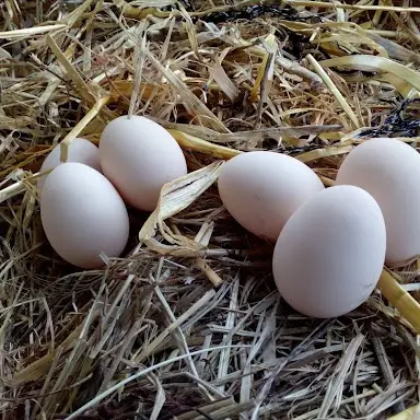 Oeufs