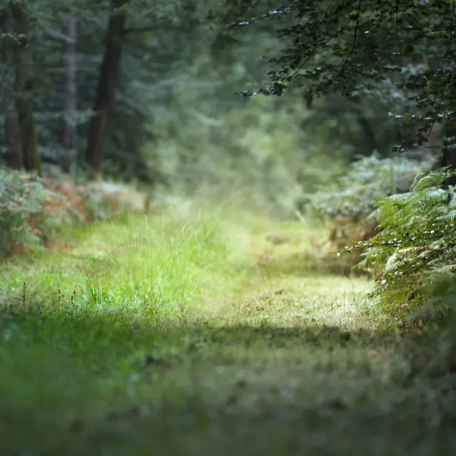 foret1