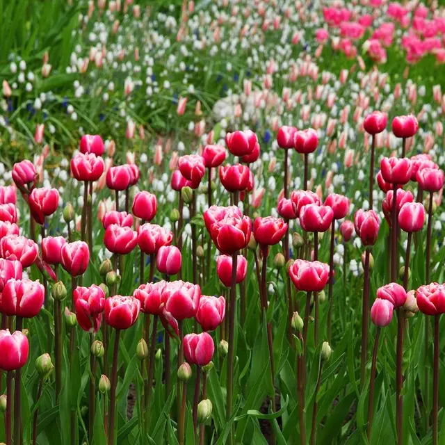 flowers-2703_1280