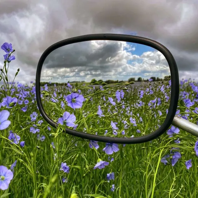 fleurs-lin-normandie-annie-gaze-photographe