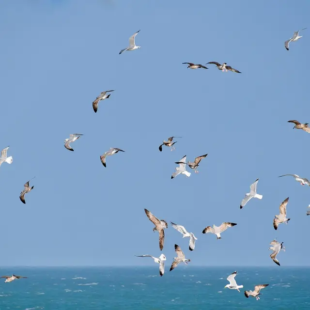 gulls-4837311_1280