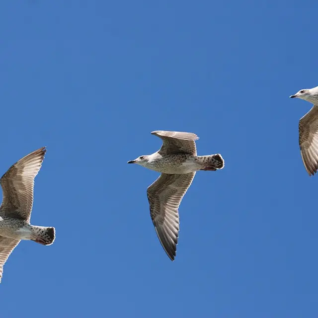 gulls-343235_960_720