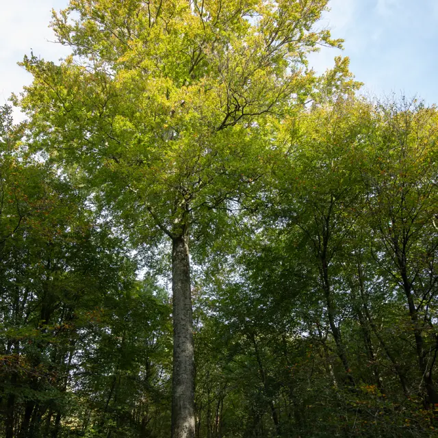 hetre-du-torps-foret-de-brotonne-7©EricSanson