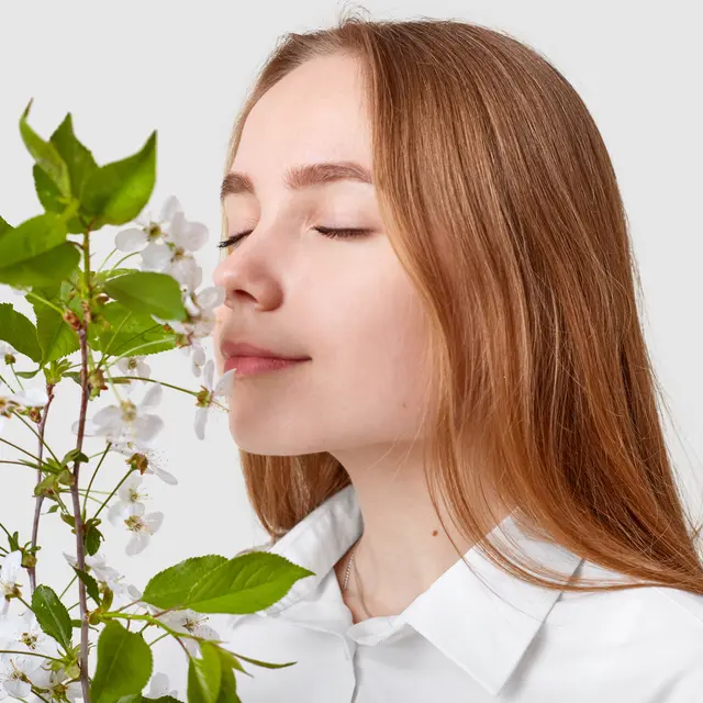 Pleased attractive woman smells cherry blossom, enjoys pleasant odour, has long straight hair, keeps eyes shut, isolated over white background. Lady smells wonderful scent from branch indoor