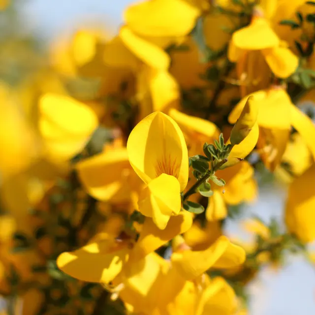 [balade naturaliste] La flore de la lande du cap d'Ailly