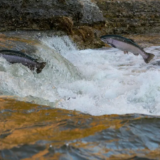 illustration-spectacle-musoseine-brandon-enPHTN3OPRw-unsplash