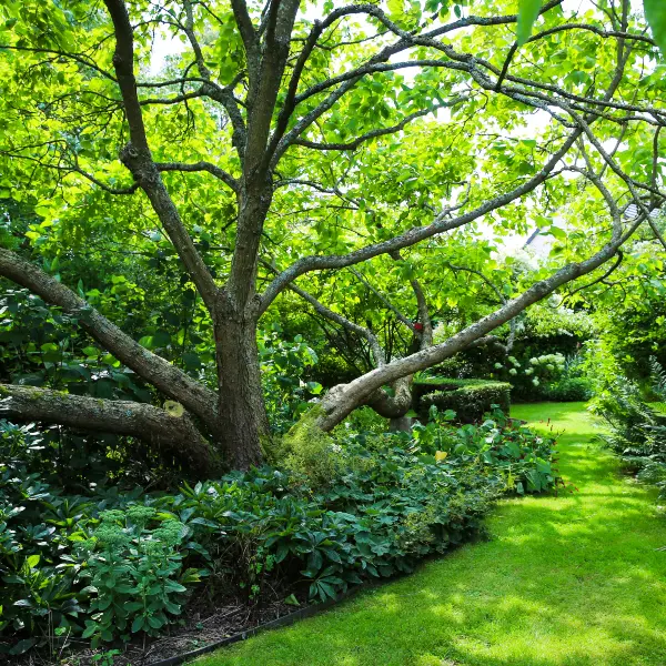 Le Jardin des Hasards - Doudeville