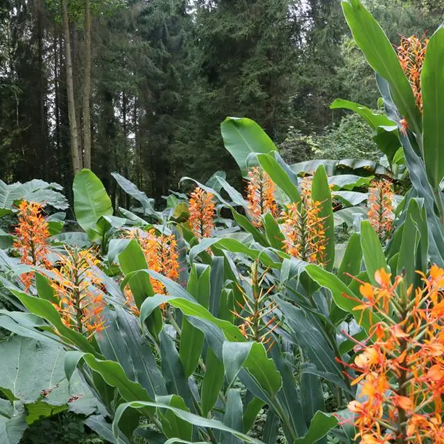 jardin jungle karlostachys