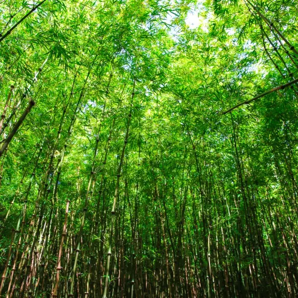 jardin-jungle-sma-mathilde-harel-800x600--7-