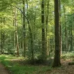 jardin_roi_rome-sma-SLECOQ 320x150